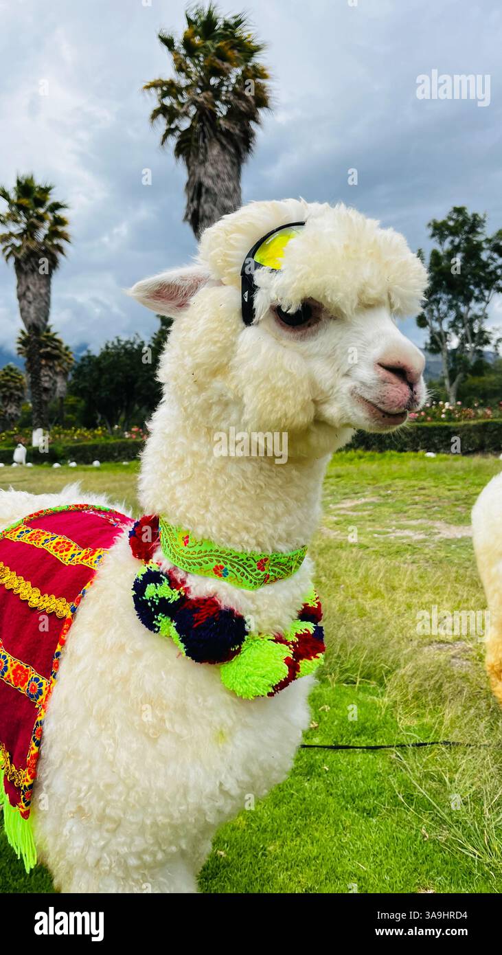 Süßes flauschiges Alpaka im traditionellen peruanischen Stil und mit Sonnenbrille. Freundlich und bereit, Fotos mit Touristen in Peru zu machen. Stockfoto