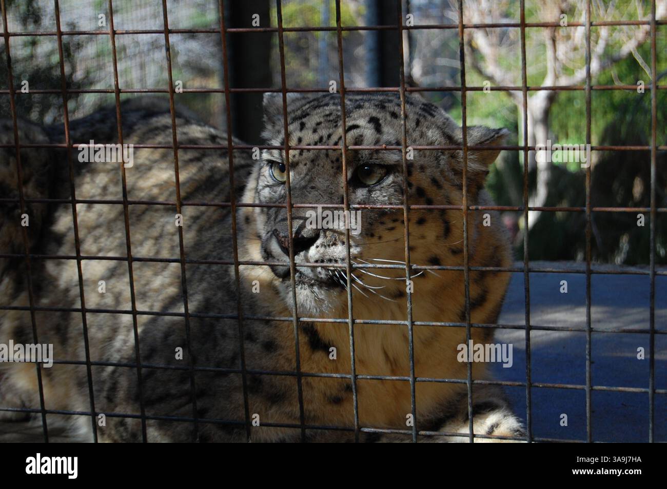 Schneeleopard hinter dem Zaun des San Diego Zoo, Kalifornien, symbolisiert den Schutz der Tierwelt und gefährdeten Arten. Stockfoto