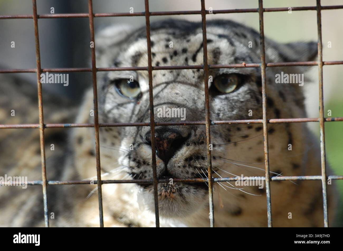 Schneeleopard hinter dem Zaun des San Diego Zoo, Kalifornien, symbolisiert den Schutz der Tierwelt und gefährdeten Arten. Stockfoto