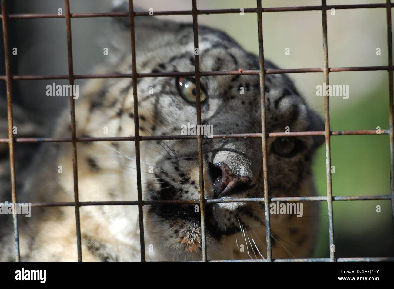 Schneeleopard hinter dem Zaun des San Diego Zoo, Kalifornien, symbolisiert den Schutz der Tierwelt und gefährdeten Arten. Stockfoto