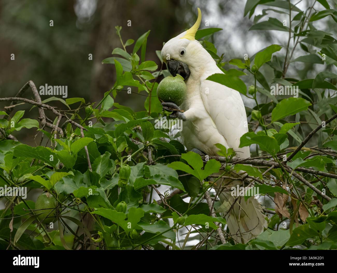 Schwefel - Kamm Cookatoo ( Cacatua galerita ) Essen Diät. Früchte, Blumen, Zwiebeln und Insektenlarven, die in Australien in großer Zahl vorkommen. Stockfoto