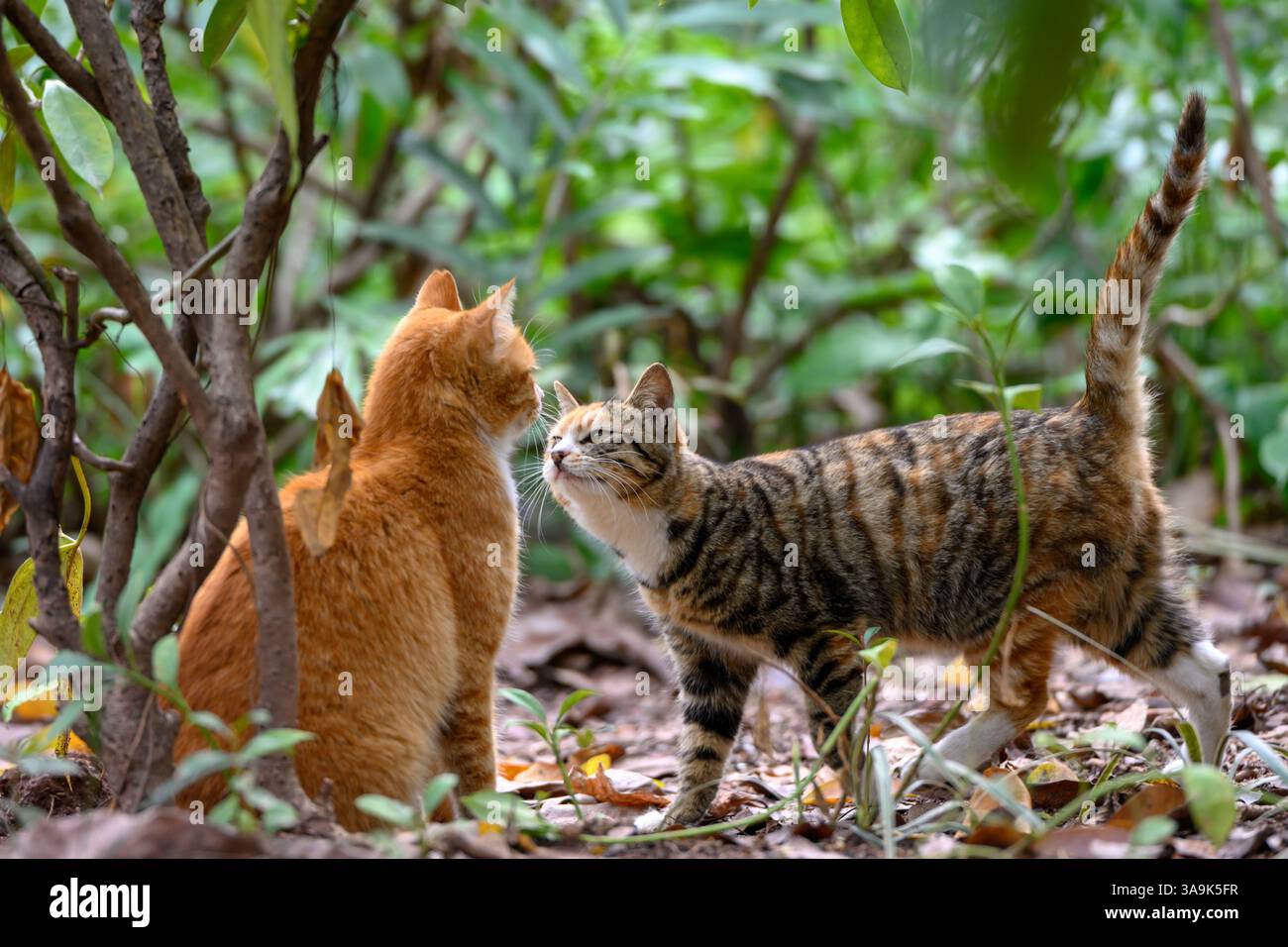 Zwei Katzen in einer Pflanze Stockfoto
