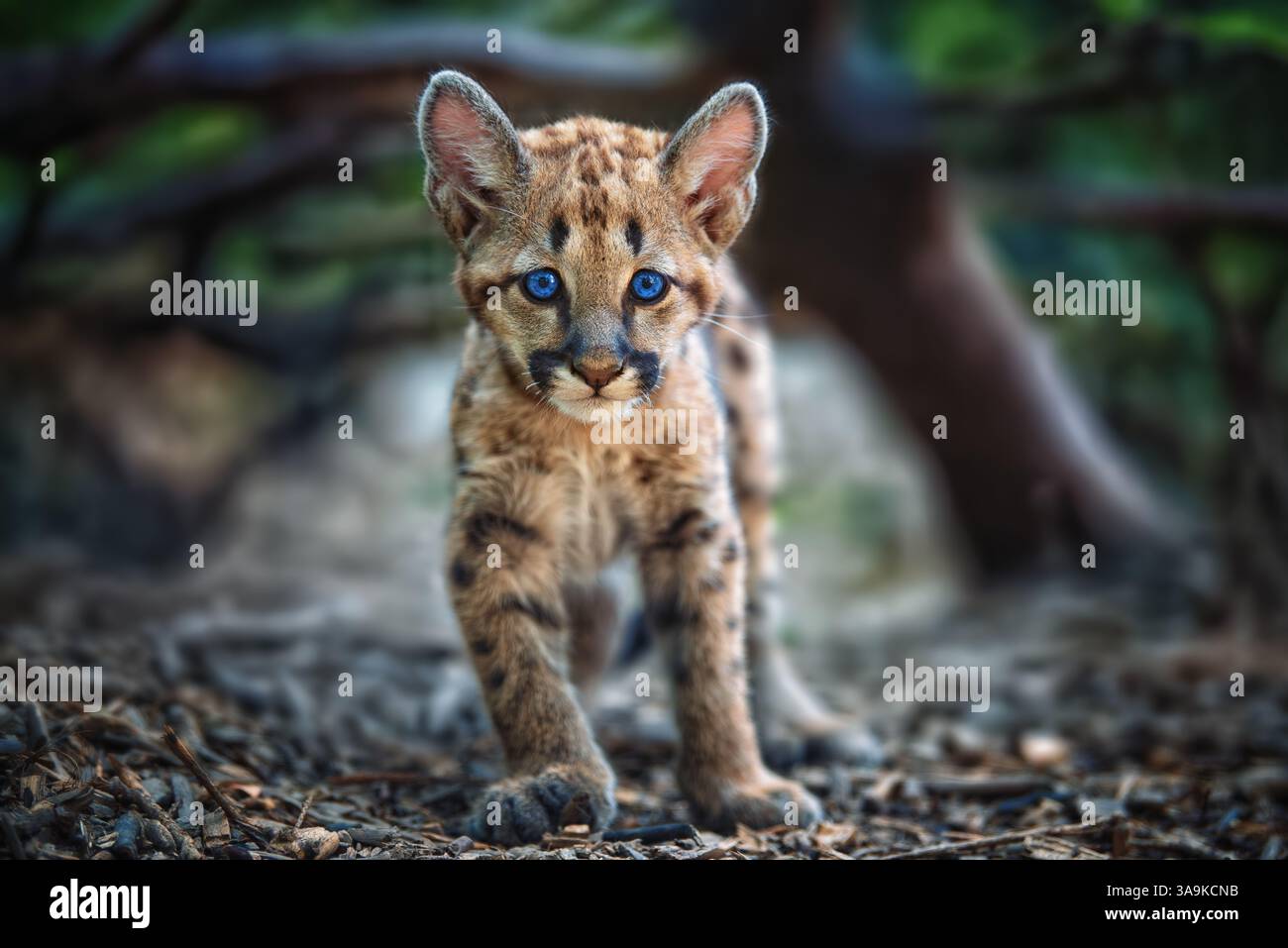 Ein verspielter Babycougar erkundet seine Umgebung in freier Wildbahn mit auffälligen blauen Augen und unverwechselbaren Flecken. Die junge Katze ist in einer üppigen natürlichen umgebung Stockfoto