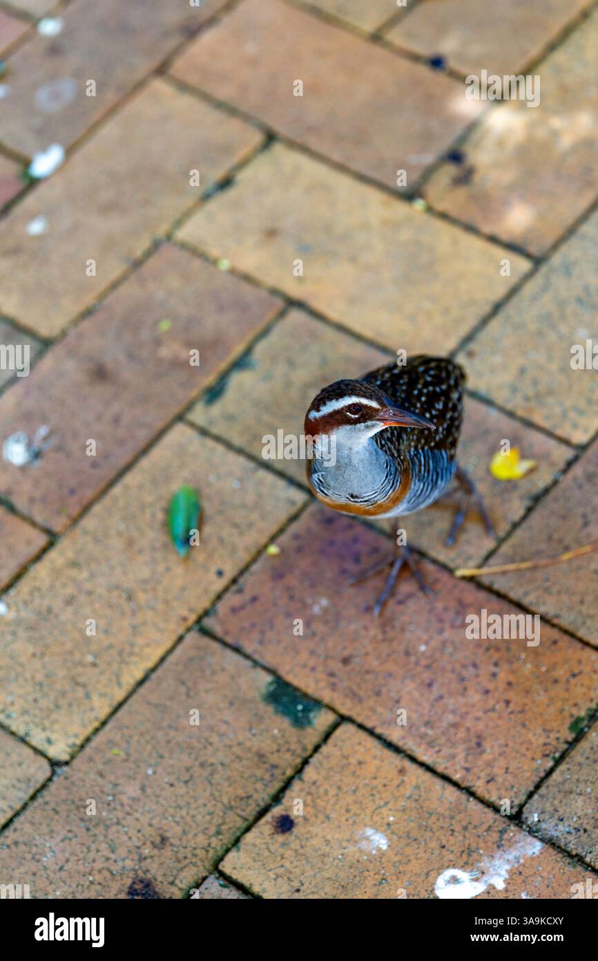 Ein farbenfroher kleiner, schöner, bunter Zugvogel mit komplizierten Markierungen steht auf einem Backsteinpfad im Freien und zeigt eine Mischung aus natürlicher Textur Stockfoto