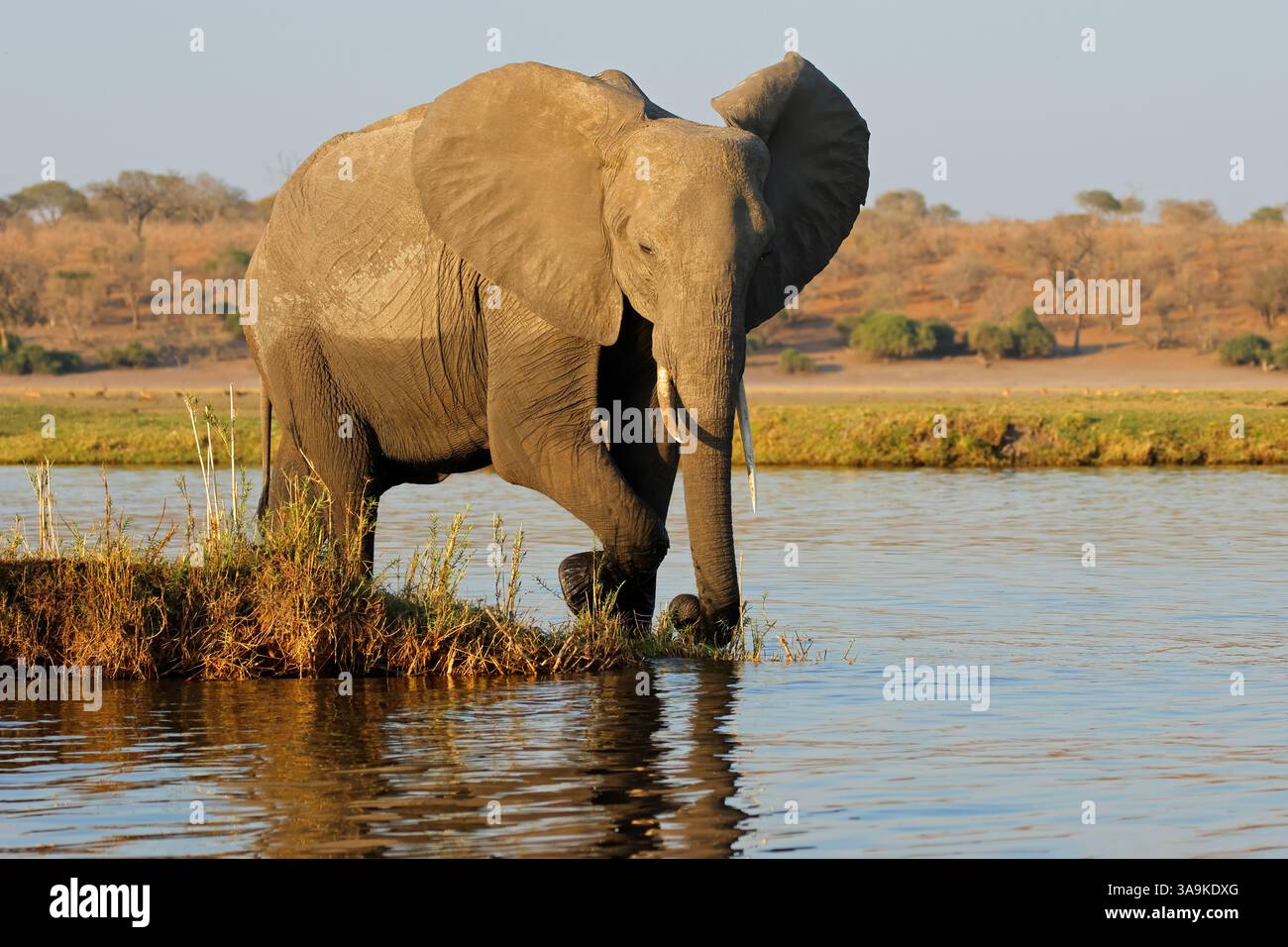 Ein großer afrikanischer Elefant (Loxodonta africana) in natürlicher Umgebung, Chobe National Park, Botswana Stockfoto