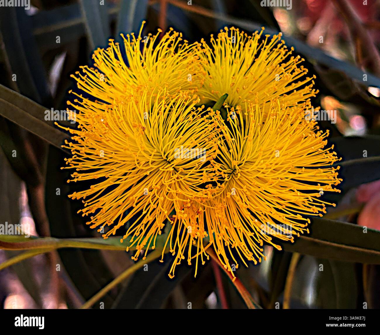 Einzelne vierteilige Blütenstände von Illyarrie (Eucalyptus erythrocorys), roter Kaugummi, Spätsommer in Perth, Western Australia - Smartphone-aufgenommenes Stockfoto