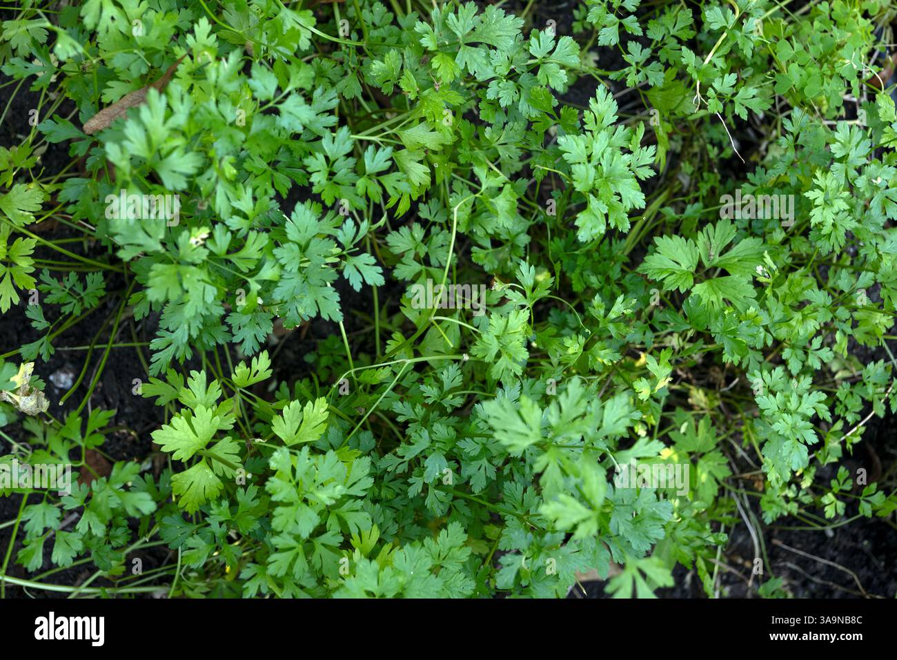 Petersilie Petroselinum crispum (Mill.) A.W.Hill grüne Blätter, Pflanze in der Familie Apiaceae. Stockfoto