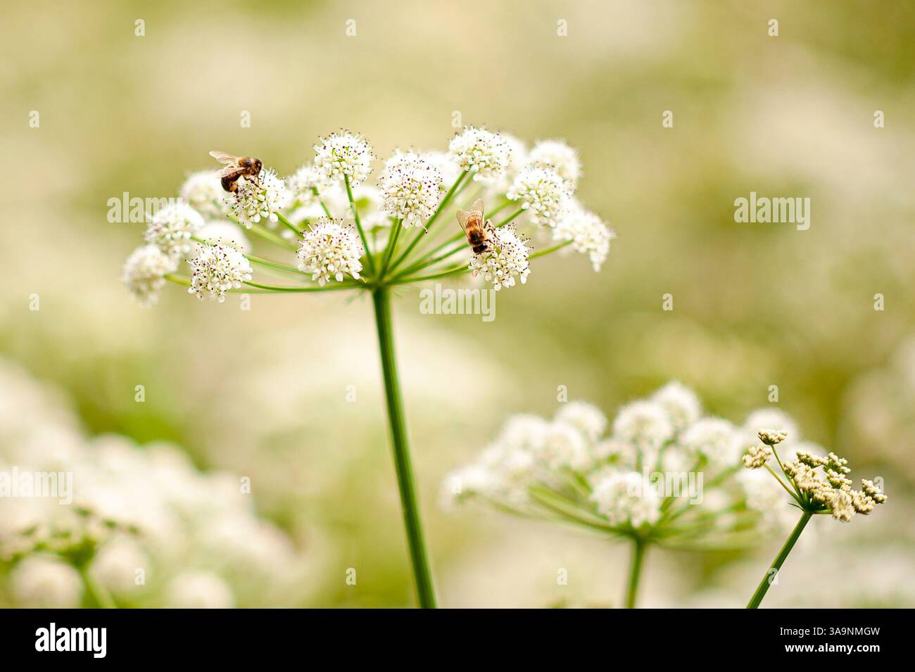 Honigbienen (APIs) auf Wasserschierling (Cicuta) im Sommer, Vereinigtes Königreich Stockfoto