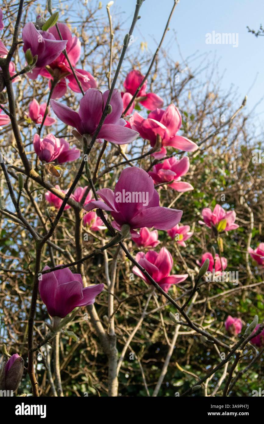 Magnolia Ian's Red in voller Blüte in Devon, Großbritannien, mit einem blauen Himmel dahinter. IANS Red ist eine Mischung aus „Vulcan“ x M. soulangeana „Burgundy“ Stockfoto