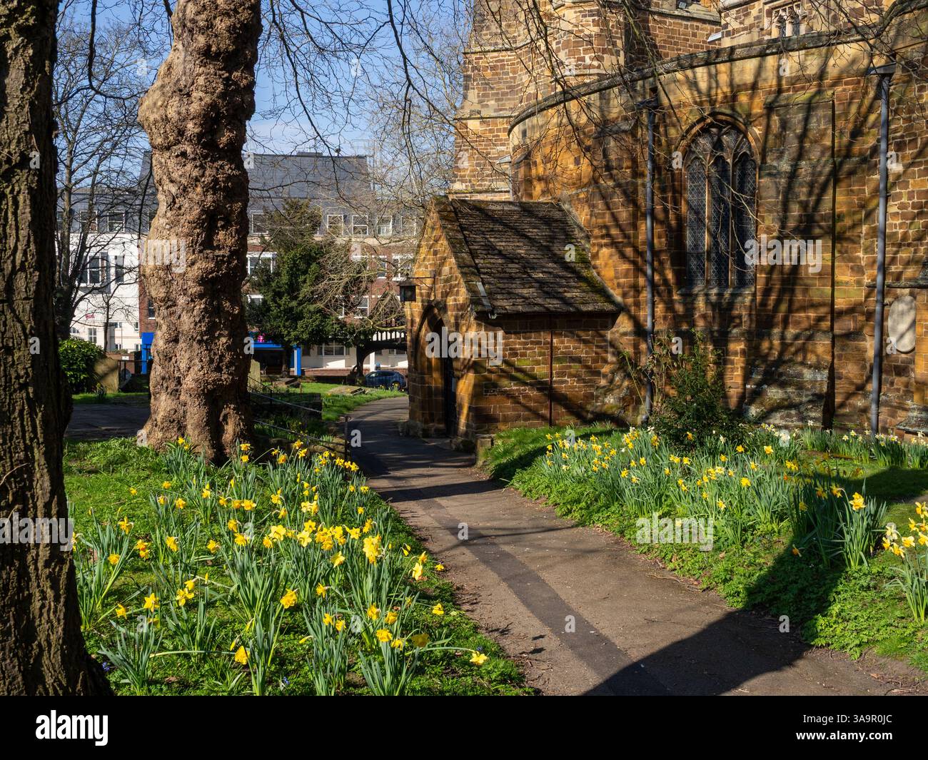 Ein von gelben Narzissen gesäumter Fußweg führt zur St. Sepulchre's Church in Northampton, Großbritannien Stockfoto