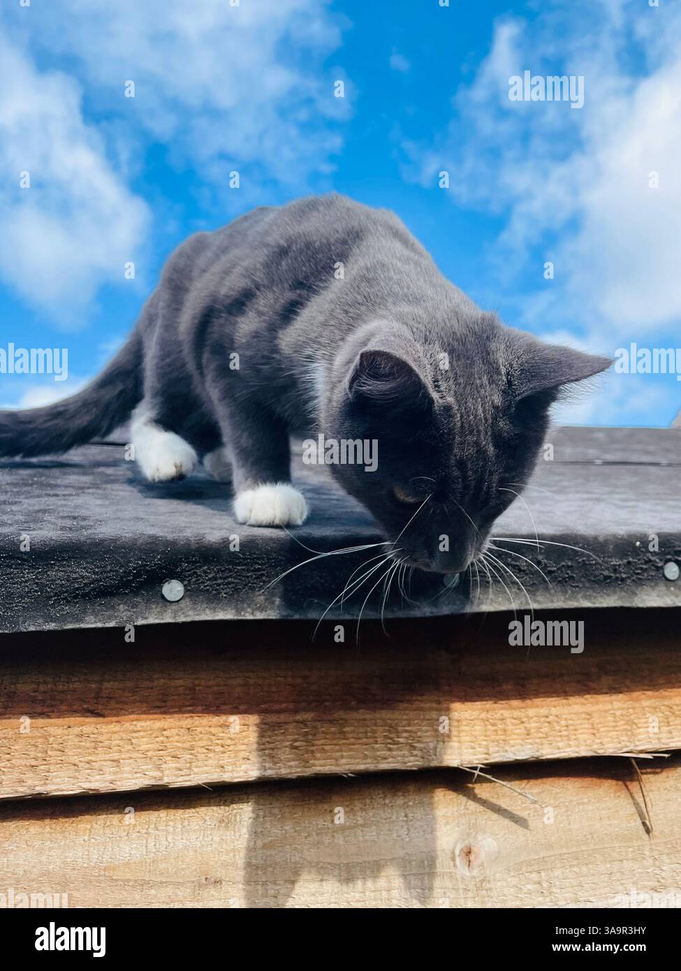 Kuriose Pfoten am Rand. - Smartphone-aufgenommenes Stockfoto