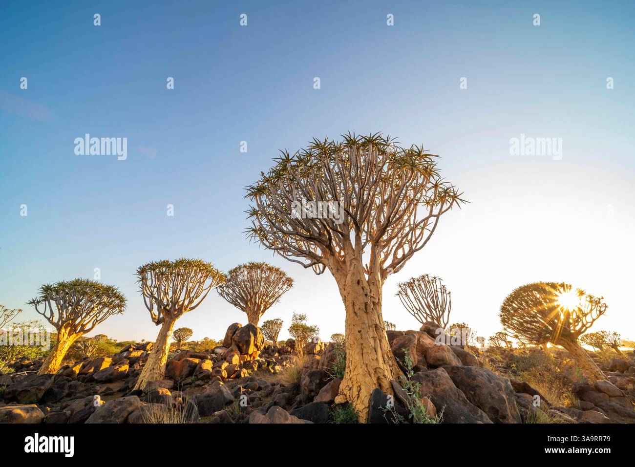 Die Sonne untergeht über der einzigartigen Landschaft des Quiver Tree Waldes in Keetmanshoop, Namibia. Stockfoto