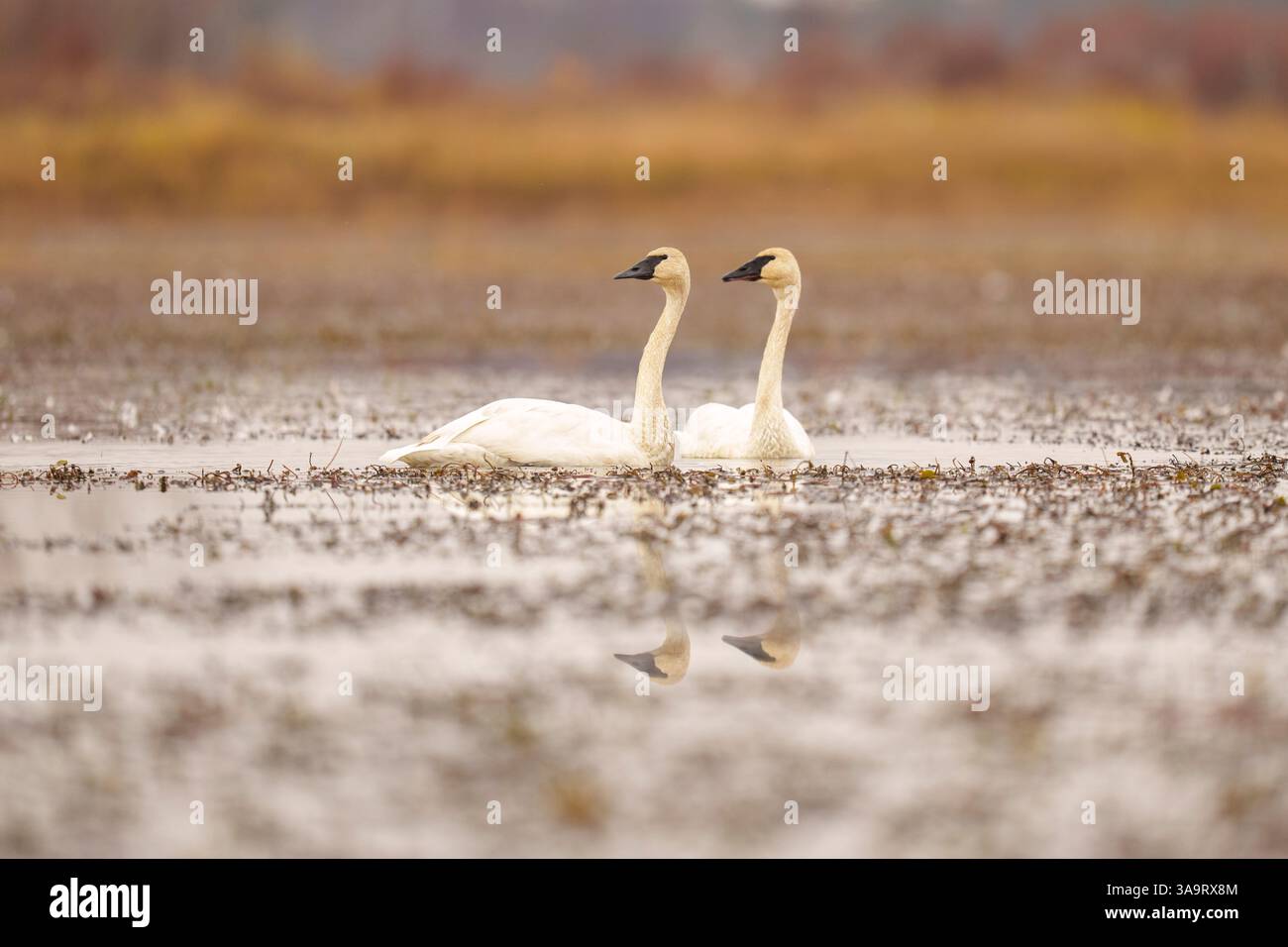Zwei Schwäne in einer ruhigen Feuchtlandschaft, die sich in Calm Wat spiegelt Stockfoto