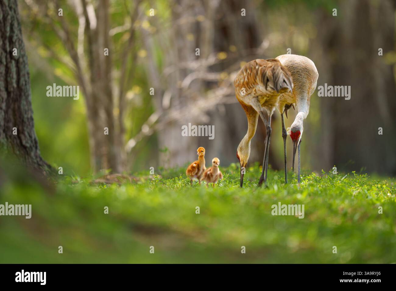 Sandhill Crane Family mit Küken in einem üppigen natürlichen Lebensraum Stockfoto