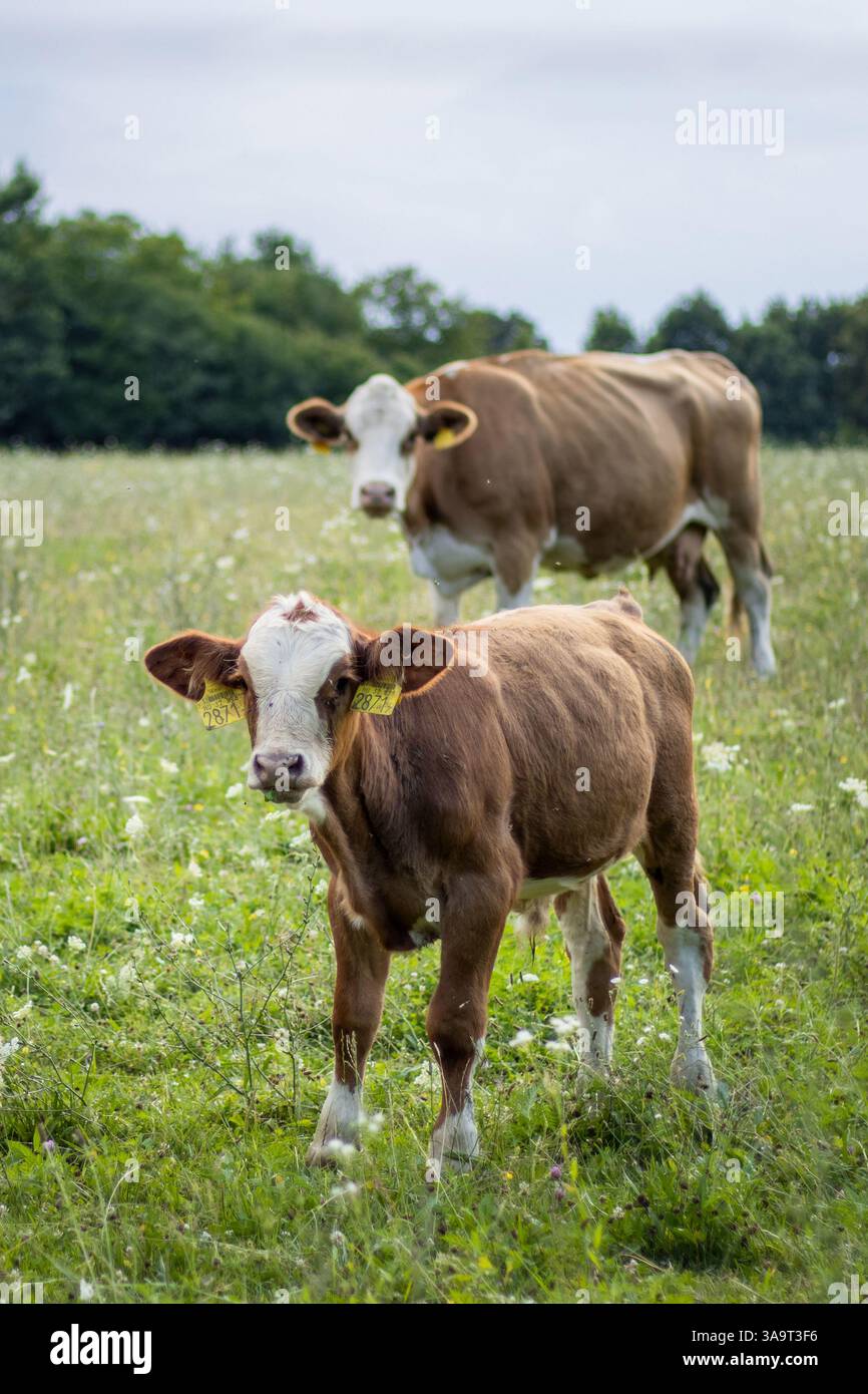 Eine süße kleine Kuh mit Mutterkuh Stockfoto