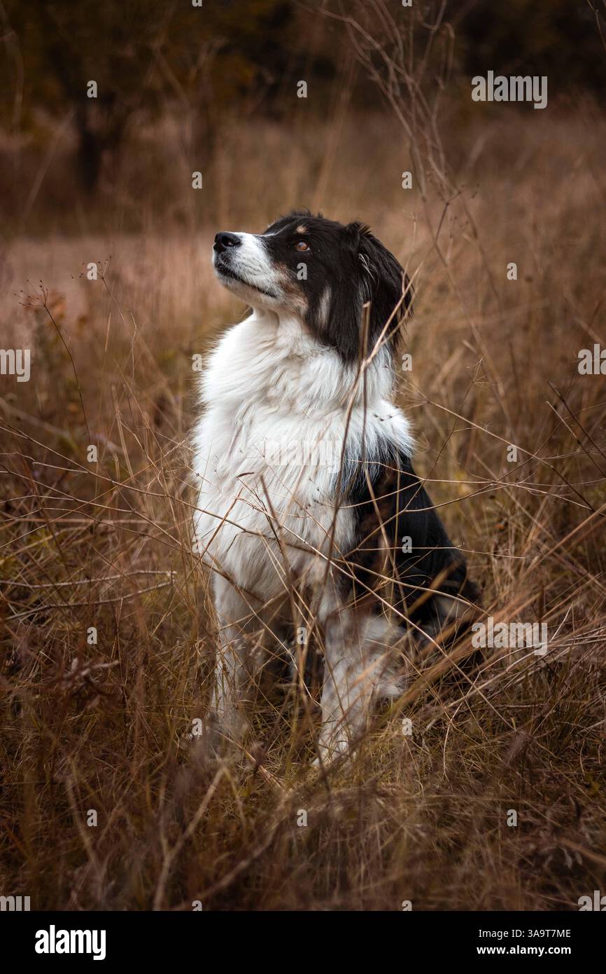 Ein australischer Schäferhund, der in hohem Gras sitzt Stockfoto