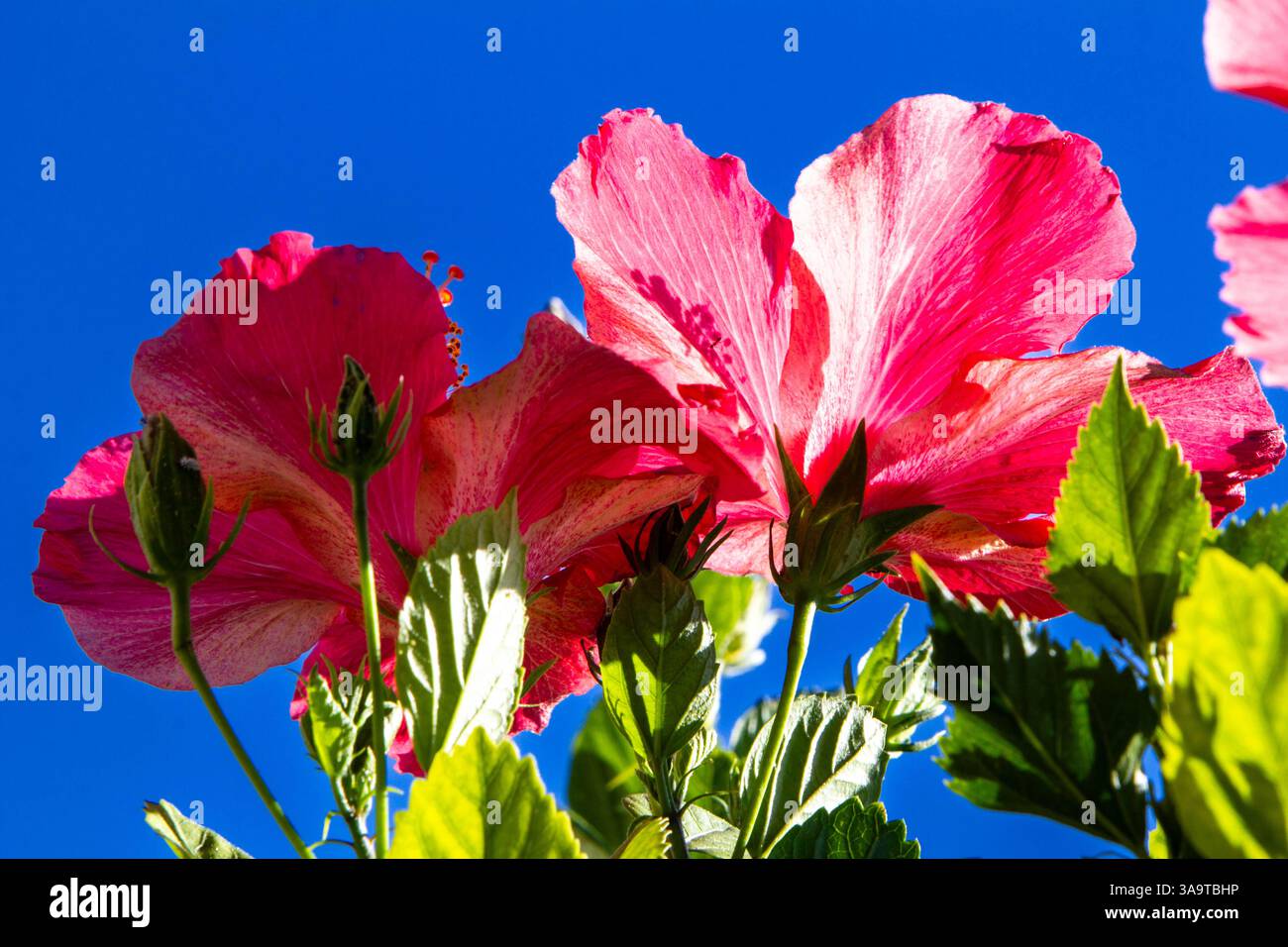 Helle Hibiskusblüten leuchten unter einem wolkenlosen blauen Himmel Stockfoto