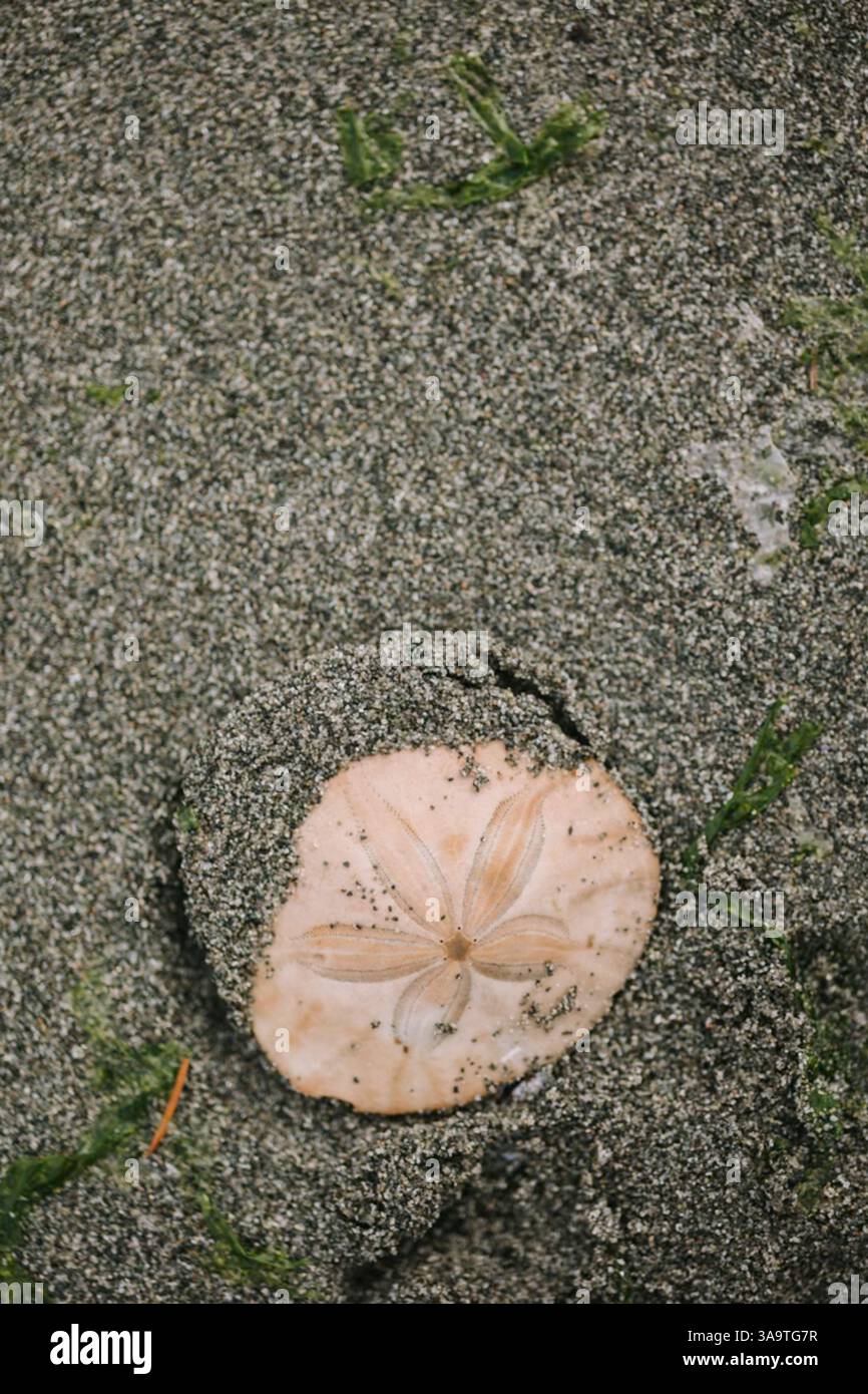 Sanddollar teilweise mit Sand bedeckt am Strand Stockfoto