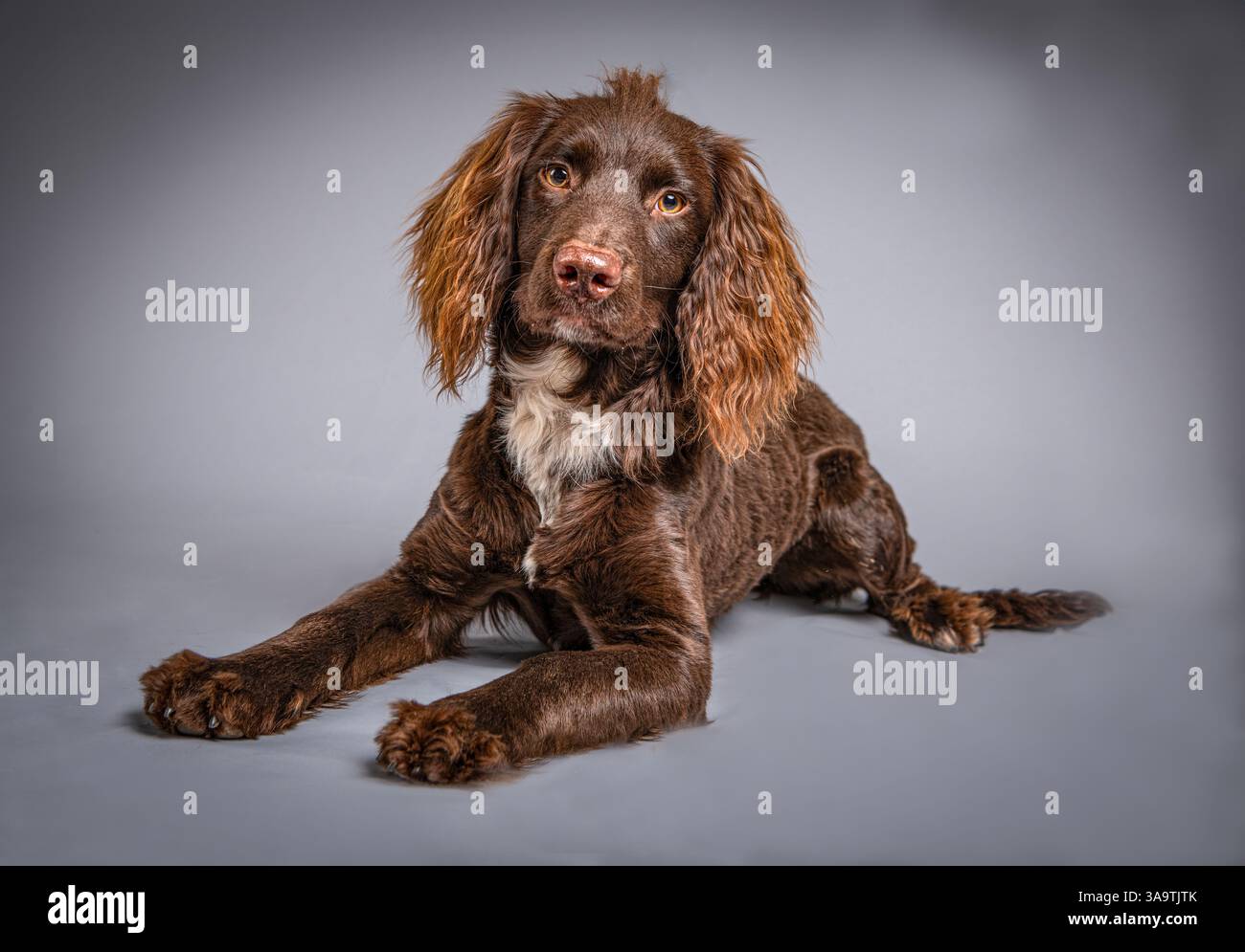 Brauner Hahnenspaniel Stockfoto