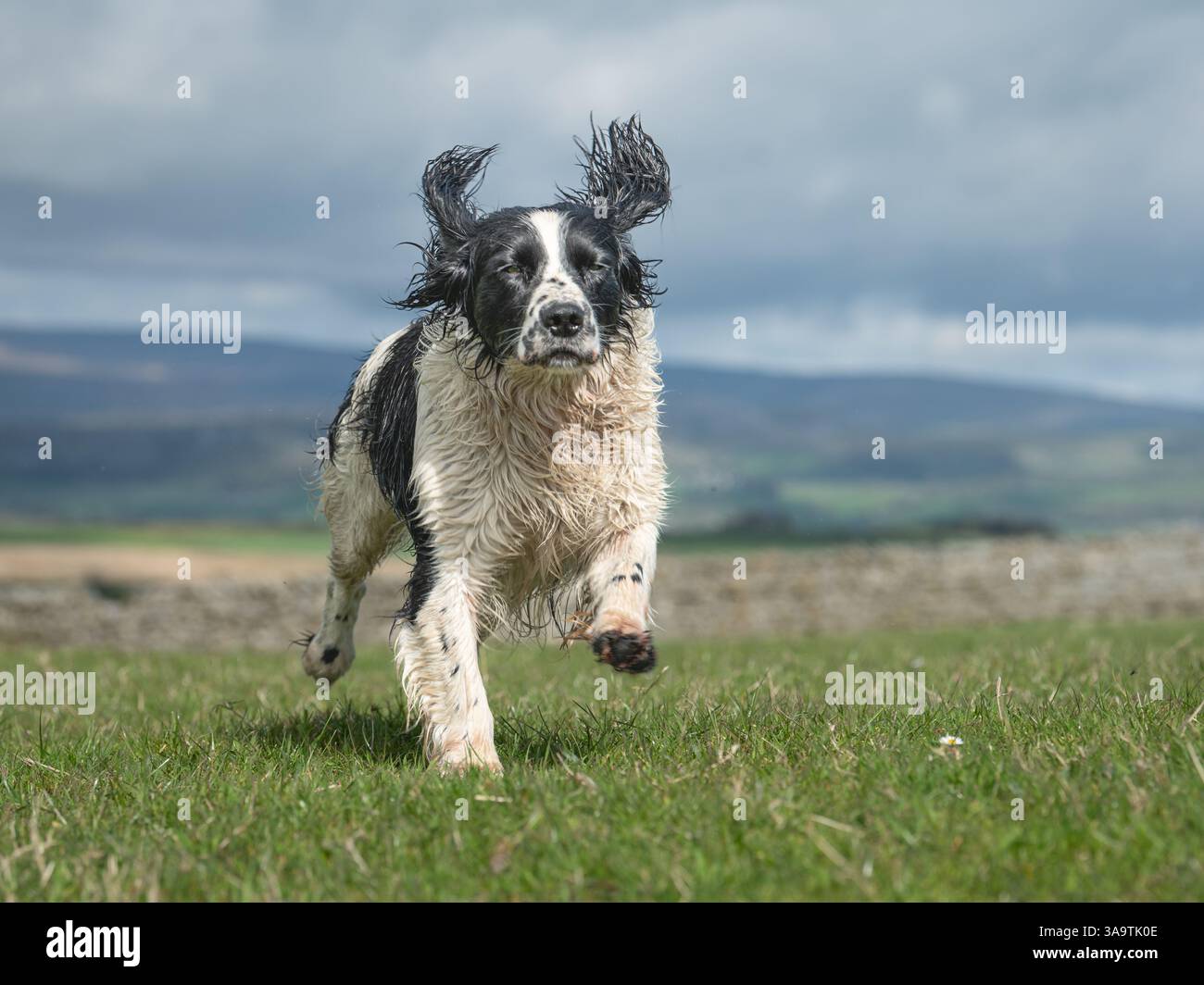 Springer Spaniel, der über das Feld läuft Stockfoto