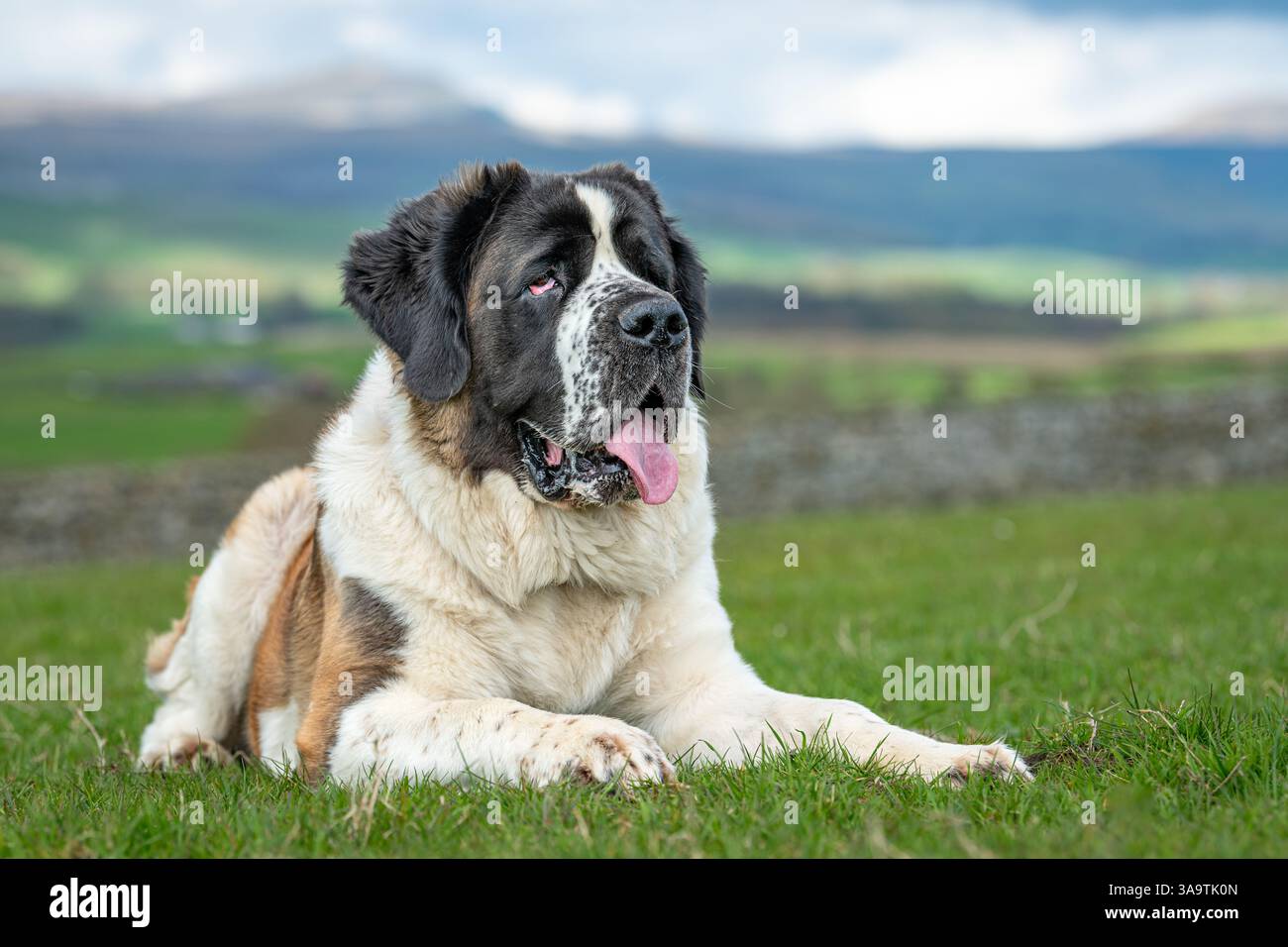 Der Bernhardiner-Hund saß im Feld Stockfoto