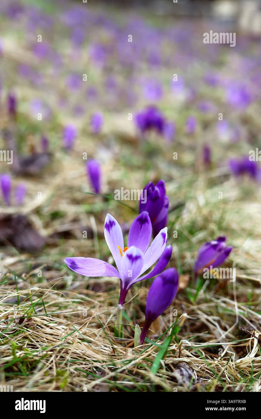 Bunte blühende violette Crocus heuffelianus (Crocus vernus) Alpenblumen auf dem Frühling Karpaten Berg Kolochava, dem Tal der Krokusse, Großbritannien Stockfoto
