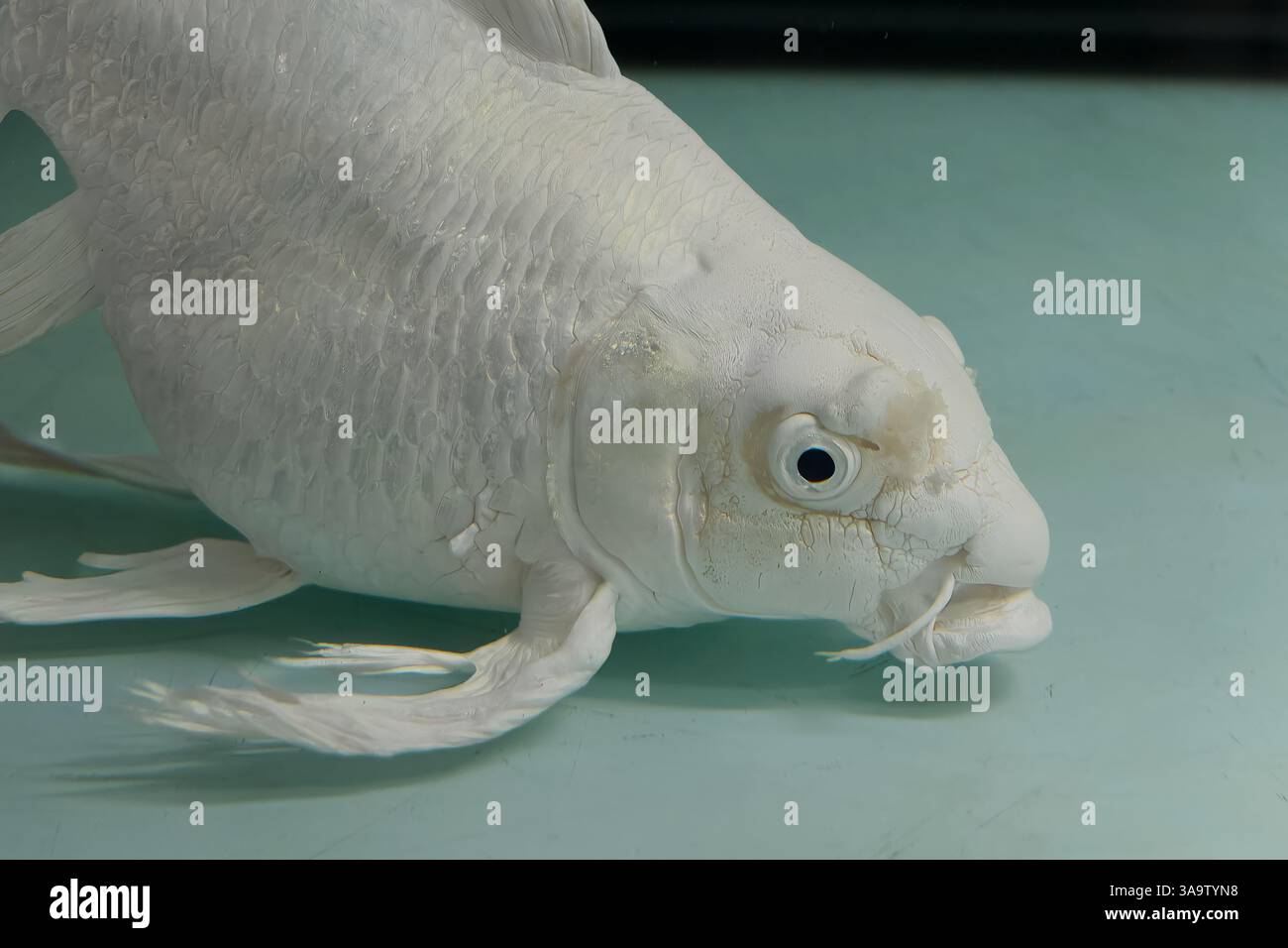 Weißer Schmetterling Koi, Cyprinus rubrofuscus „Koi“, Ciprynidae, Thailand, Asien Stockfoto