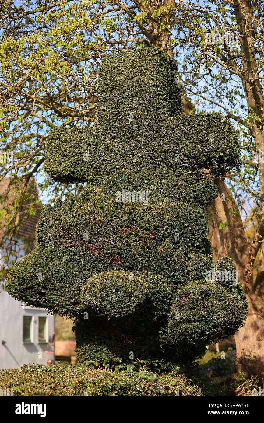 St Georges Churchyard Topiary Dragon, König Stanley, Stroud Gloucestershire April 2025 Stockfoto