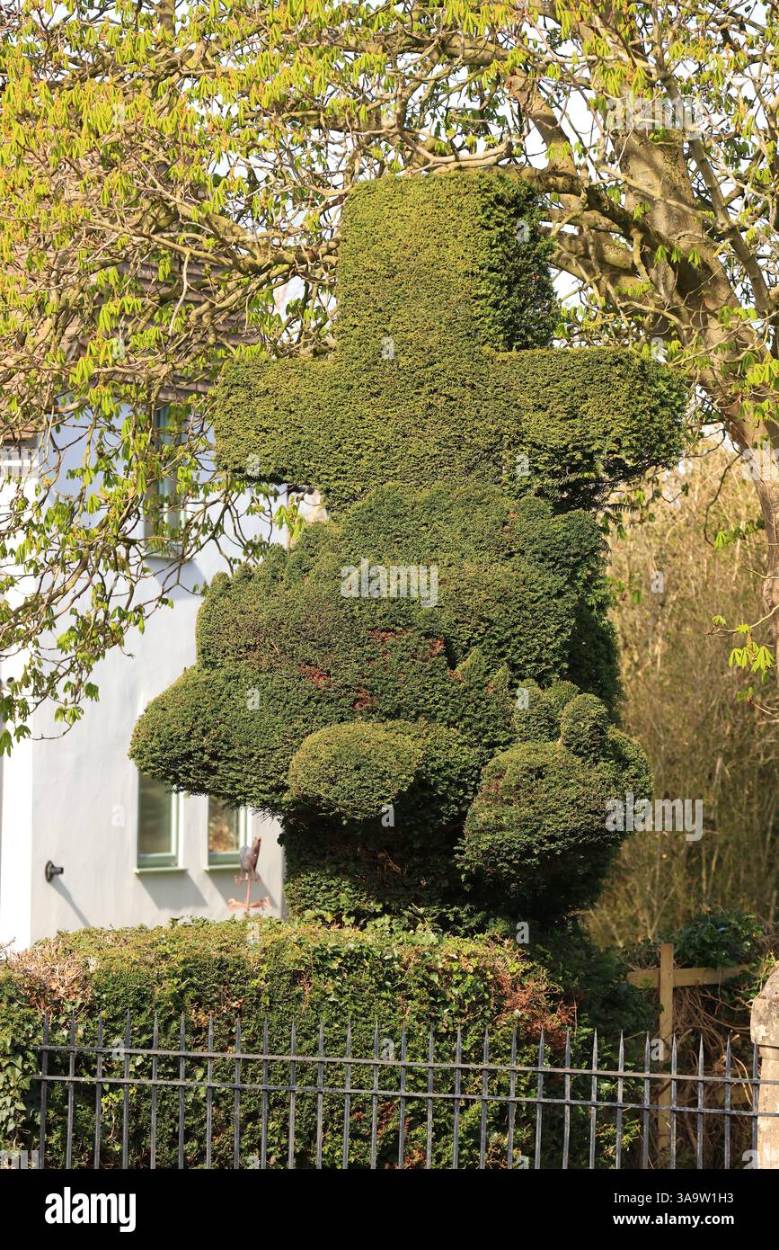 St Georges Churchyard Topiary Dragon, König Stanley, Stroud Gloucestershire April 2025 Stockfoto