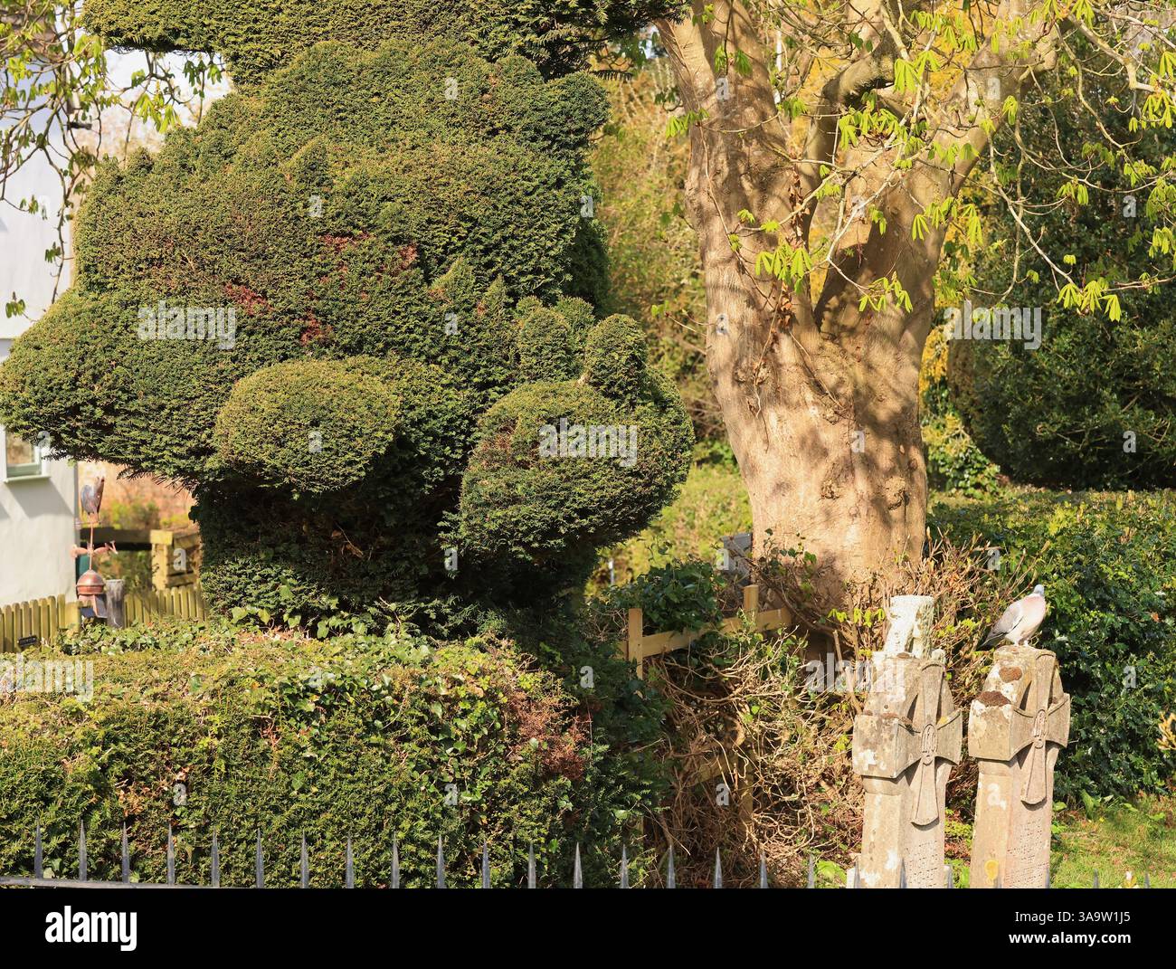 St Georges Churchyard Topiary Dragon, König Stanley, Stroud Gloucestershire April 2025 Stockfoto