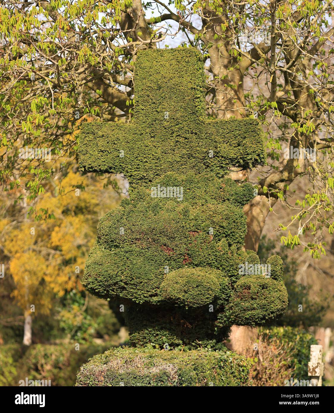 St Georges Churchyard Topiary Dragon, König Stanley, Stroud Gloucestershire April 2025 Stockfoto