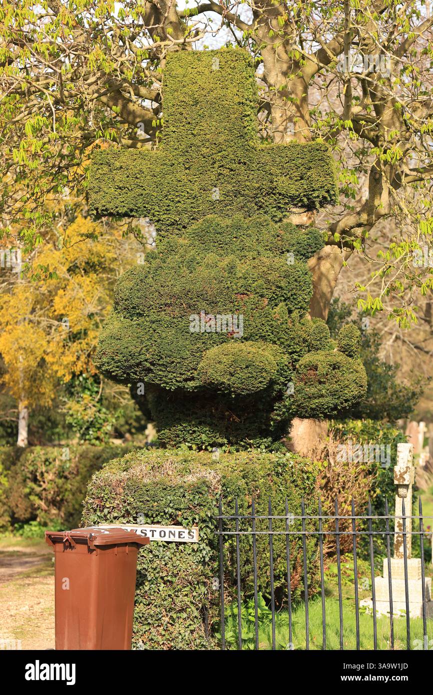St Georges Churchyard Topiary Dragon, König Stanley, Stroud Gloucestershire April 2025 Stockfoto