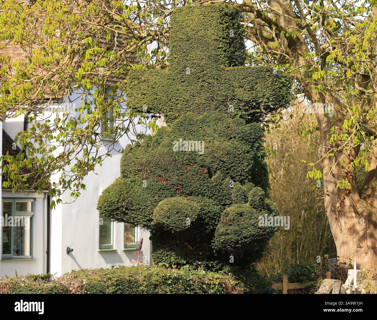 St Georges Churchyard Topiary Dragon, König Stanley, Stroud Gloucestershire April 2025 Stockfoto