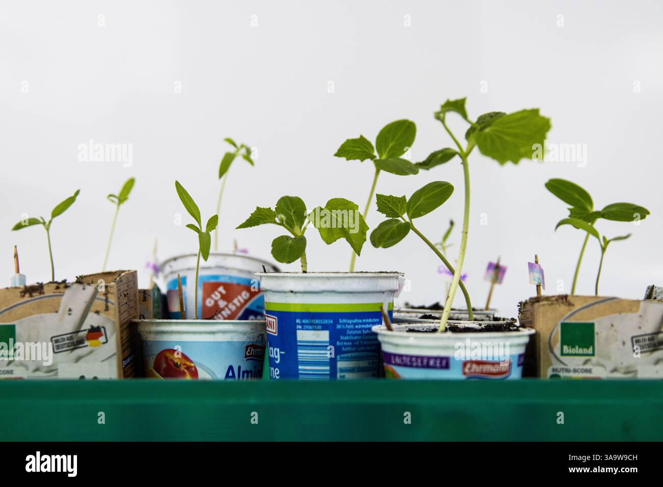 Tomaten- und Gurkensetzlinge, die in vielen Joghurtbehältern im grünen Tablett wachsen. Essen auf dem Balkon. Junge Sprossen grüne Pflanze. Heimgärtnerei Stockfoto