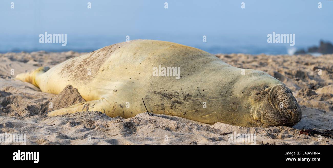 Seltene Sichtung eines südlichen Elefantenrobben (Mirounga leonina) am Onrus-Strand in der Nähe von Hermanus, Walküste, Overberg, Westkap, Südafrika. Stockfoto
