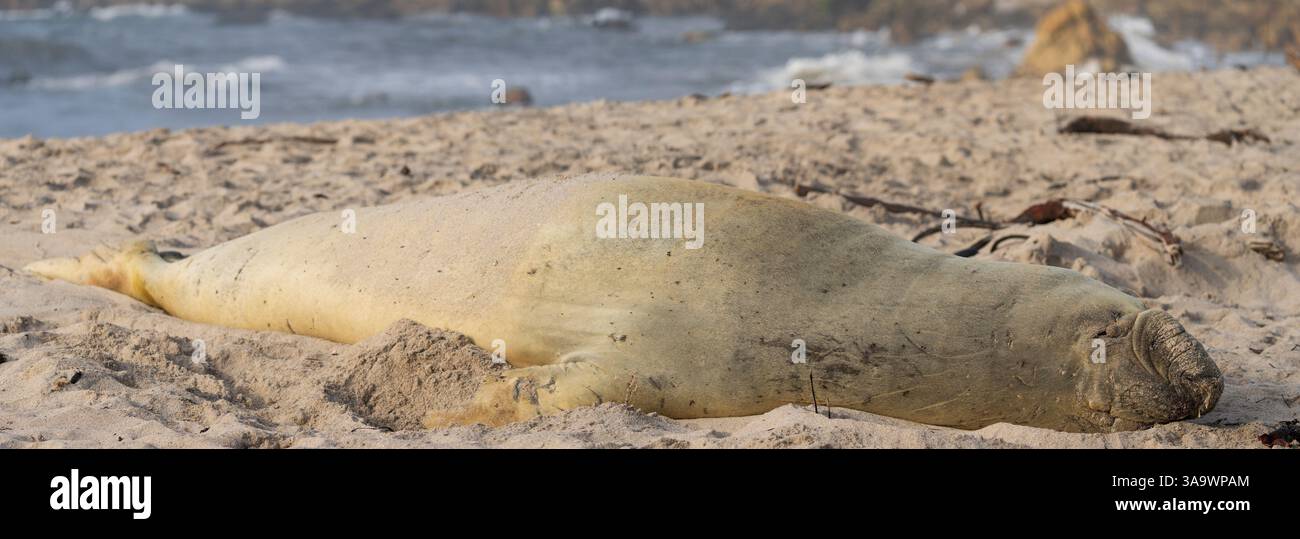 Seltene Sichtung eines südlichen Elefantenrobben (Mirounga leonina) am Onrus-Strand in der Nähe von Hermanus, Walküste, Overberg, Westkap, Südafrika. Stockfoto