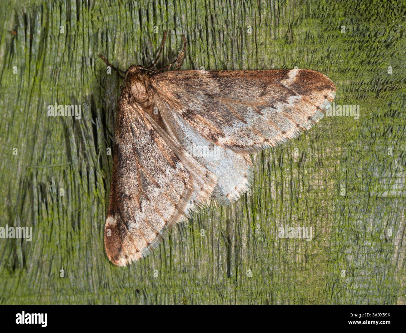 Frühe Frühjahrsfliegende Erwachsene UK March Moth, Alsophila aescularia, mit gespreizten Flügeln Stockfoto