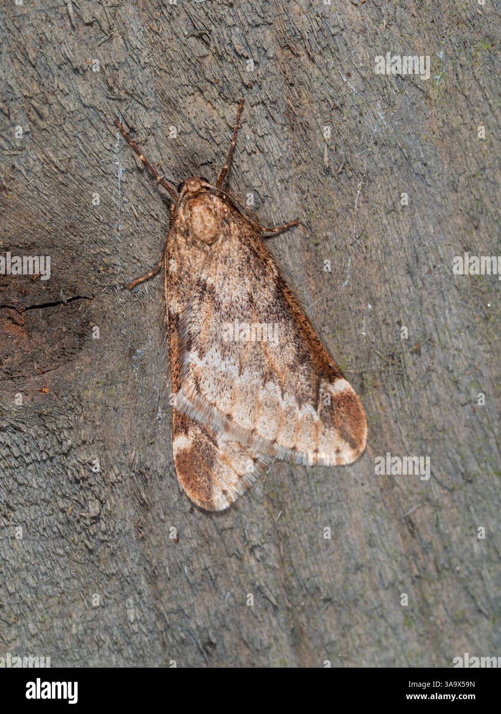 Frühe Frühjahrsfliegende Erwachsene UK March Moth, Alsophila aescularia, mit gefalteten Flügeln Stockfoto