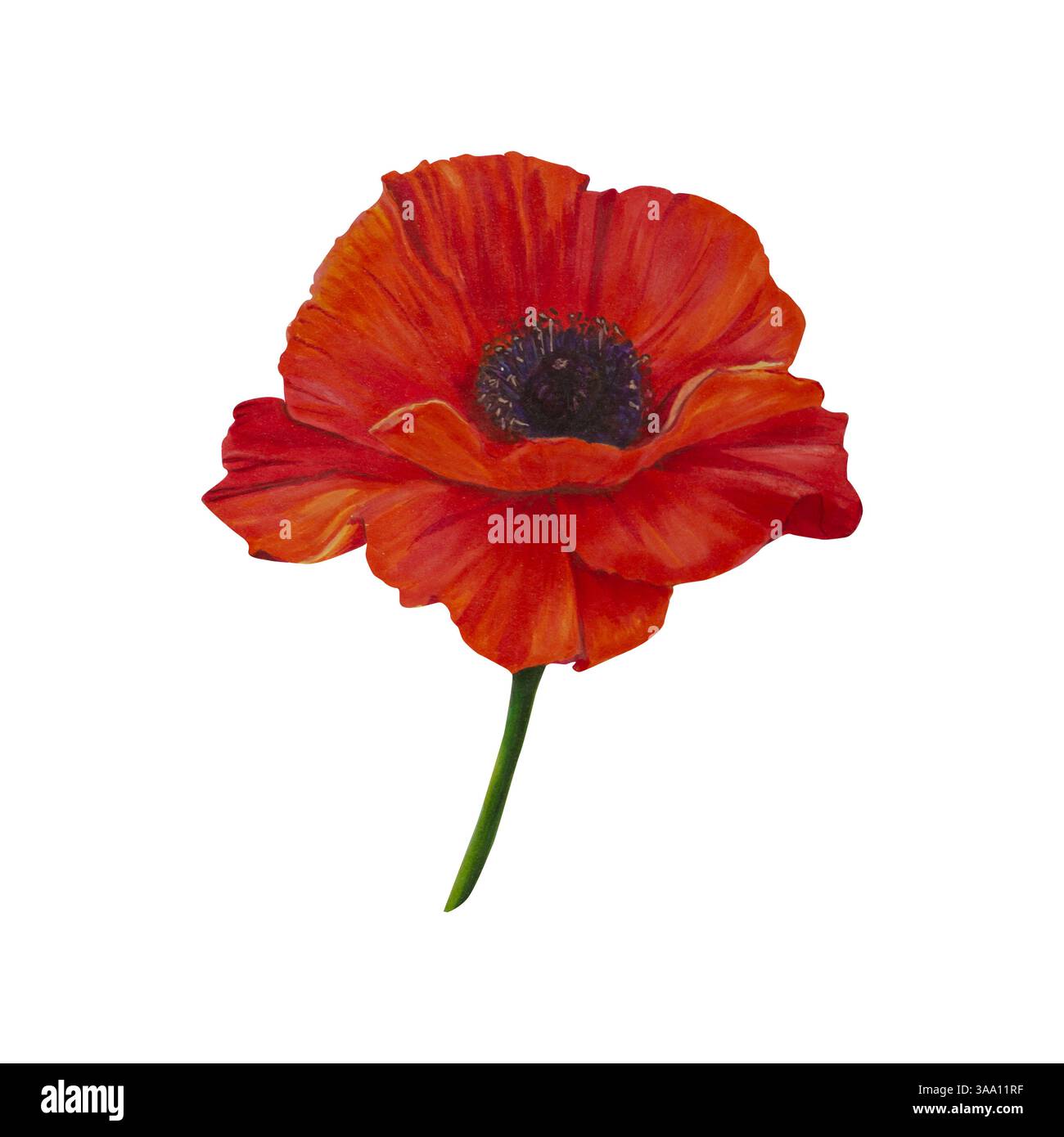 Rote Mohnblume. Aquarell, Markierungen, handgezeichnete Illustration. Wildblumen isolierte Kunst. Botanische Pflanzenzeichnung für Postkarten, Drucke, Post Stockfoto
