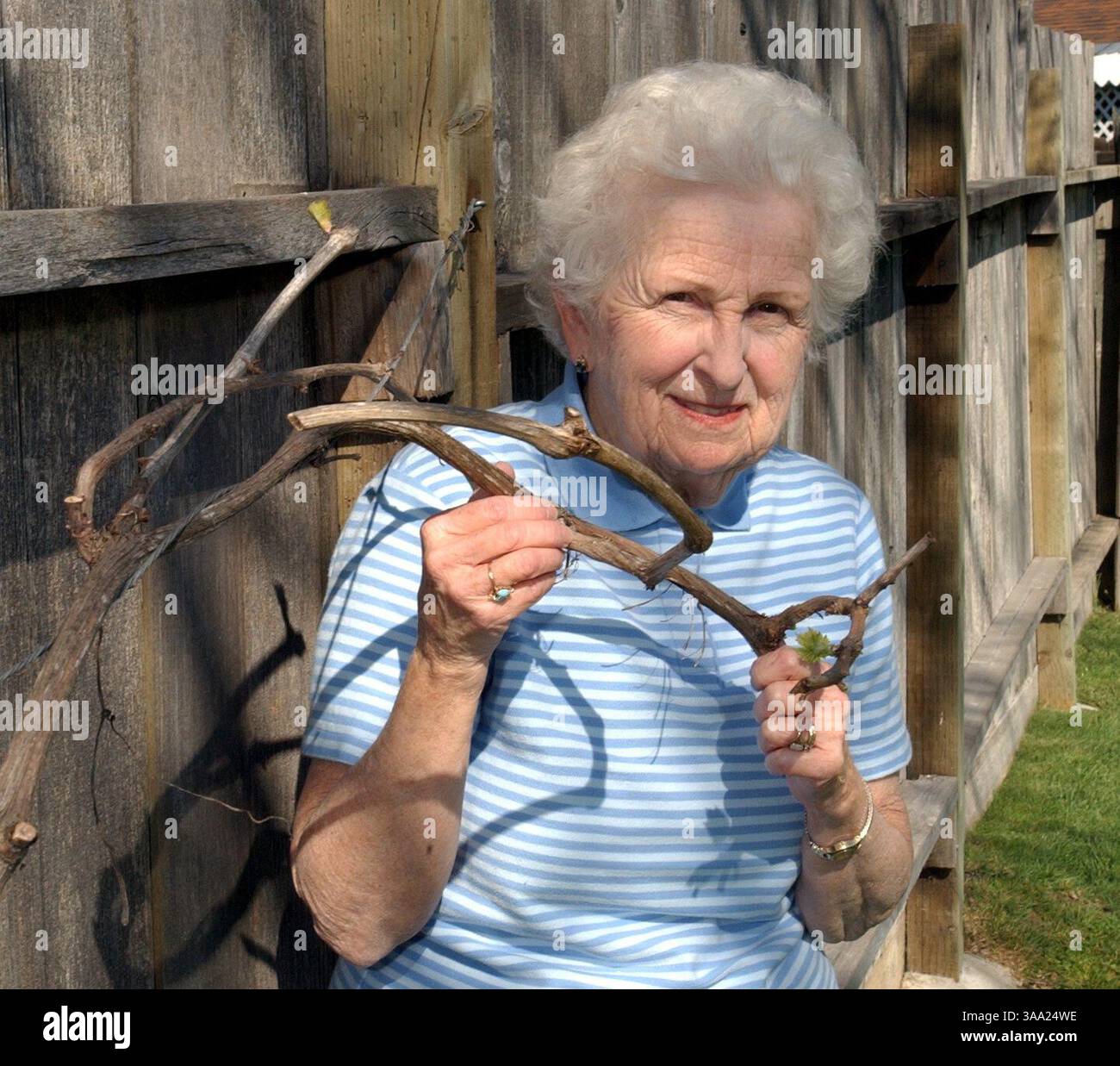 Barbara Vorous Urgroßvater william Thompson ist der Mann, der die Thompson Seedless Grape entwickelt hat. Barbara wird in ihrem Garten mit der Thompson Seedless Grape Rebe gezeigt. The Sacramento Bee Erhardt Krause 7. März 2003/ZUMA Press Stockfoto