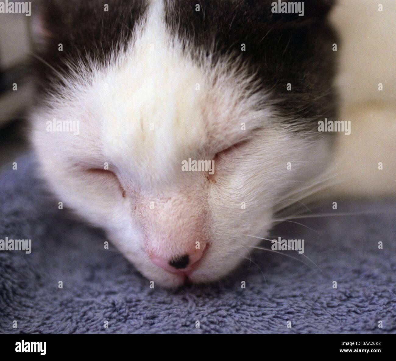 Dutch (cq), eine Kurzhaar-kastrierte männliche Katze, die durch REGEN vor einem Obdachlosen gerettet wurde, ruht in seinem Käfig und wartet auf Adoption in Petco am Laguna Blvd, 4. Januar 2003. Die Rettung von bedürftigen Tieren (REGEN) hilft Katzen und Hunden, neue Häuser zu finden, indem sie sie zur Adoption in geeignete Heime bringen. Sacramento Bee/Florence Low/ZUMA Press Stockfoto