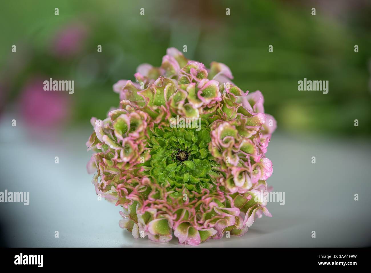 Nahaufnahme einer Scabiosa „Scoop“-Blüte mit raffinierten rosafarbenen Blütenblättern und leuchtendem Grün – perfekt für Blumenkunst, Hochzeiten und Naturdesign Stockfoto