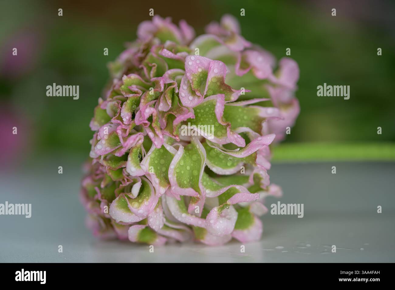 Seitenansicht einer mit Tau bedeckten Scabiosa „Scoop“-Blüte mit grünen und rosa Rüschenblättern – eine künstlerische Nahaufnahme, die die zarte Schönheit der Natur feiert Stockfoto