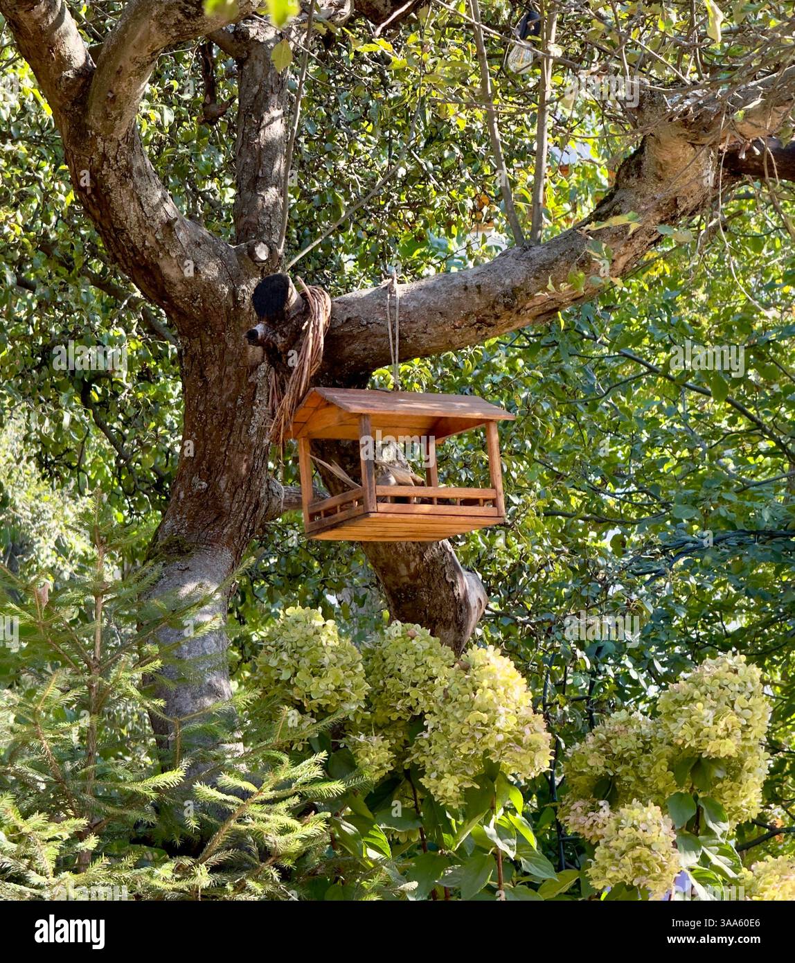 Ein rustikales Vogelfutter aus Holz hängt anmutig an einem Baumzweig, umgeben von üppigem Grün und lebhaften Hortensien Stockfoto