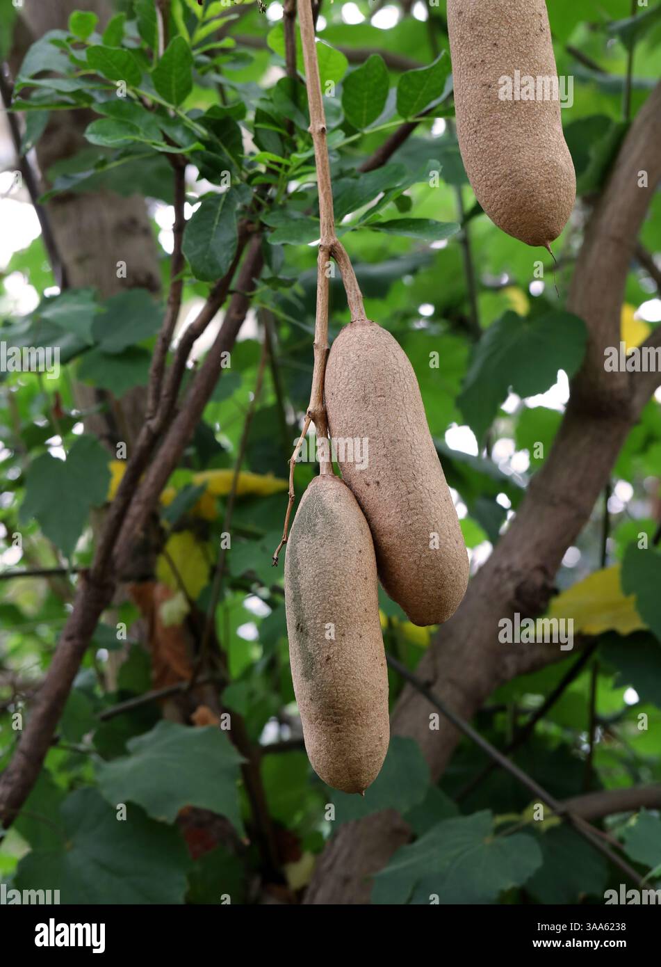 Wurstbaum oder Gurkenbaum, Kigelia africana, Bignoniaceae. Tropisches Afrika. Stockfoto