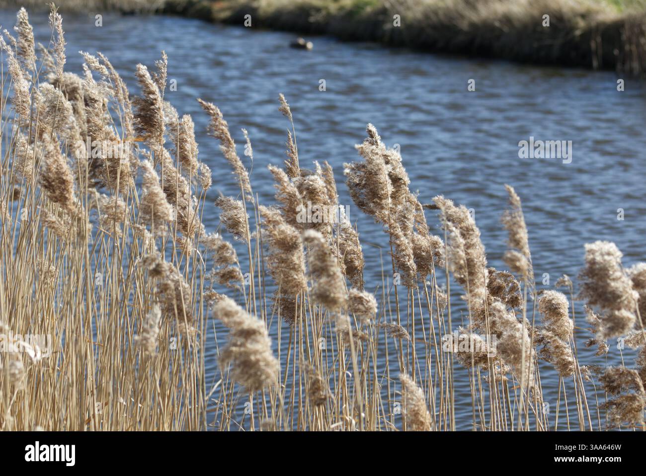 Seedheads der Feuchtpflanze Common Reed, Phragmites australis, im Frühjahr Großbritannien, wachsen neben Wasser Stockfoto