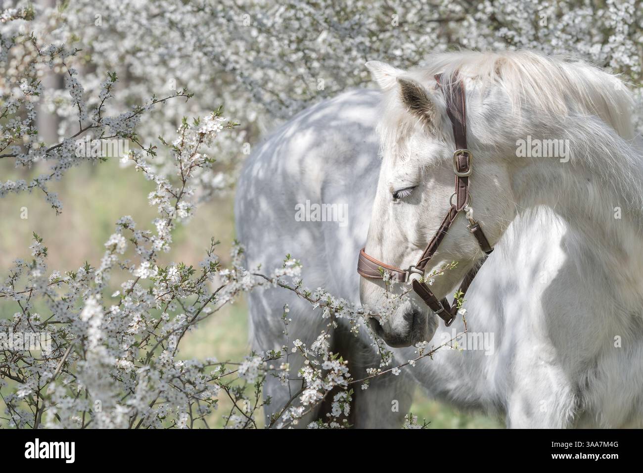 Das Porträt eines weißen Pferdes mit einem Lederstraum steht zwischen blühenden kaukasischen Pflaumenbäumen, Frühlingszeit. Kunstfotografie Stockfoto