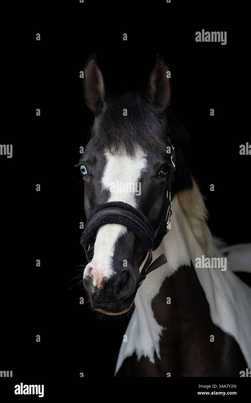 Porträt eines weißen schwarzen Pferdes mit unterschiedlicher Augenfarbe auf schwarzem Hintergrund, Kunstfotografie Stockfoto