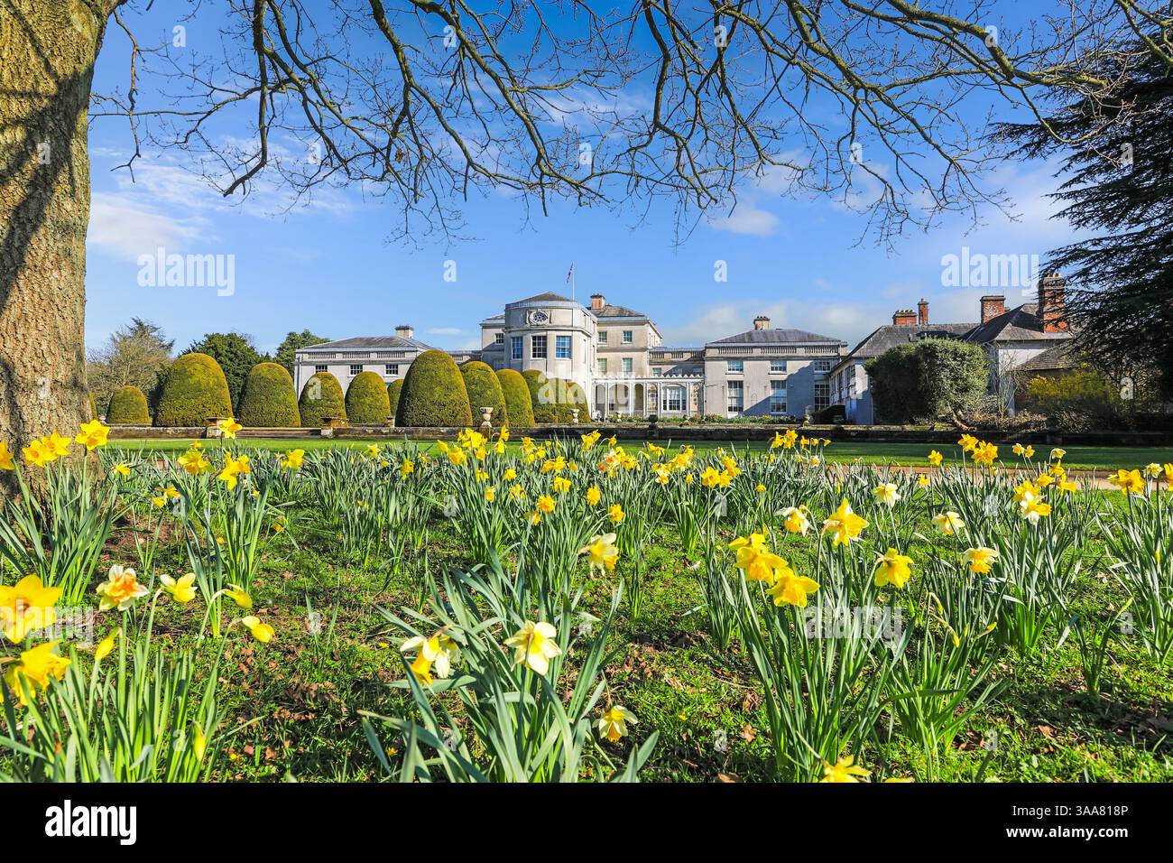 Farbenfrohe Narzissen an einem sonnigen Frühlingstag in Shugborough Hall, Great Haywood, in der Nähe von Stafford, Staffordshire, England, UK Stockfoto