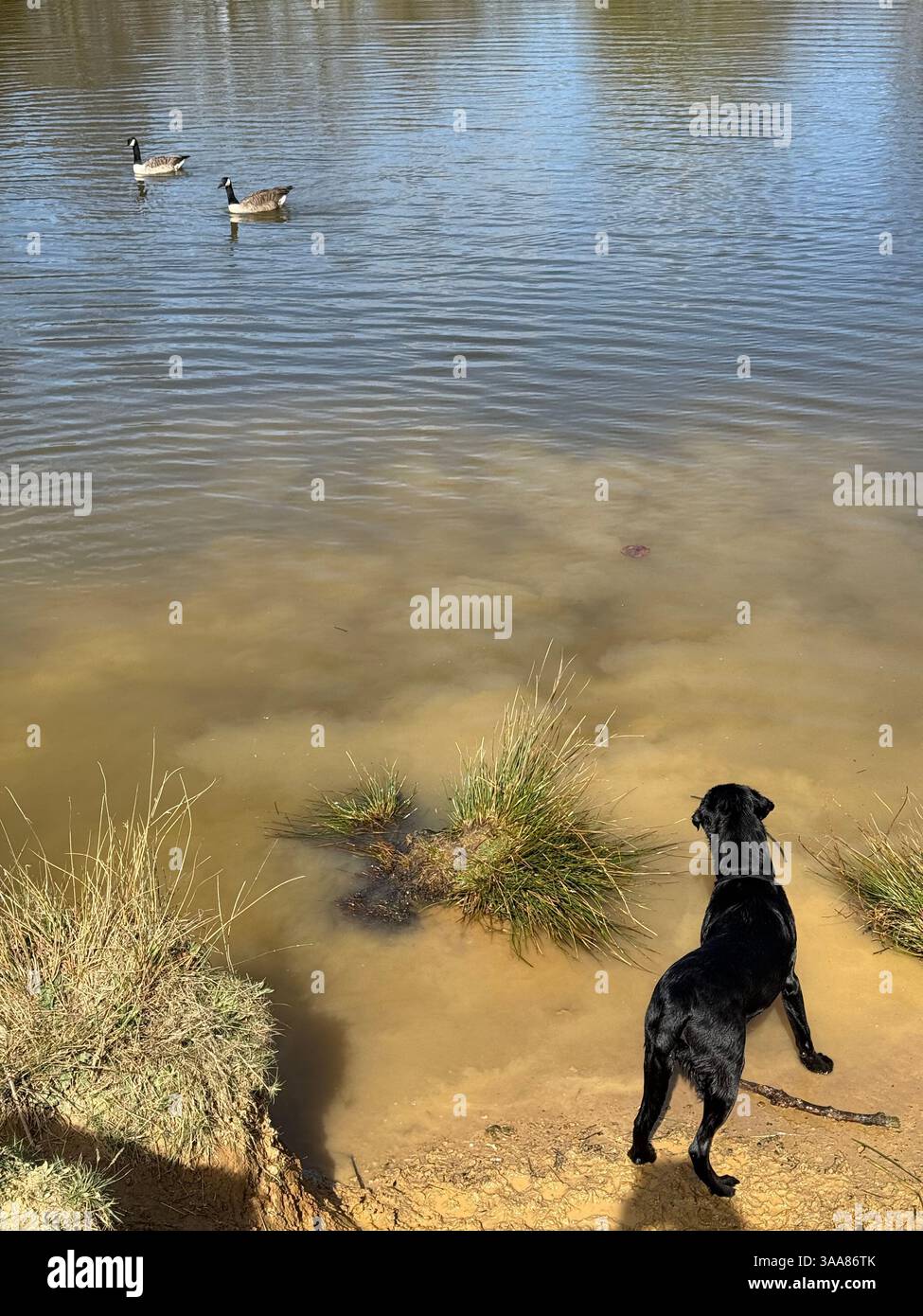 Black Labrador’s am Ufer eines Sees zeigen an einem sonnigen Frühlingstag in Ditchling Common East Sussex ein kurioses, spielerisches Interesse an zwei Kanadiengänsen - Smartphone-aufgenommenes Stockfoto